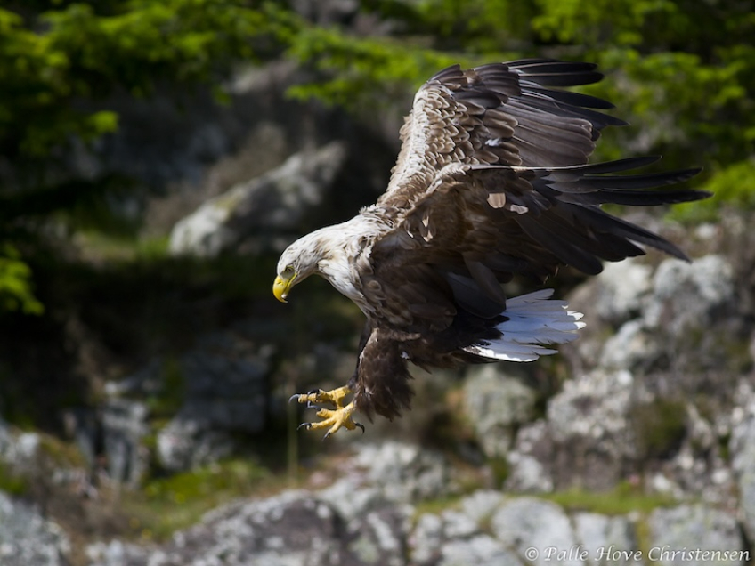 Havørn, Radøy, Norge, Juli 2011
