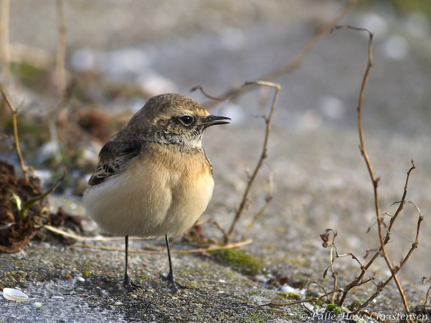Nonnestenpikker, Strandby, December 2011
