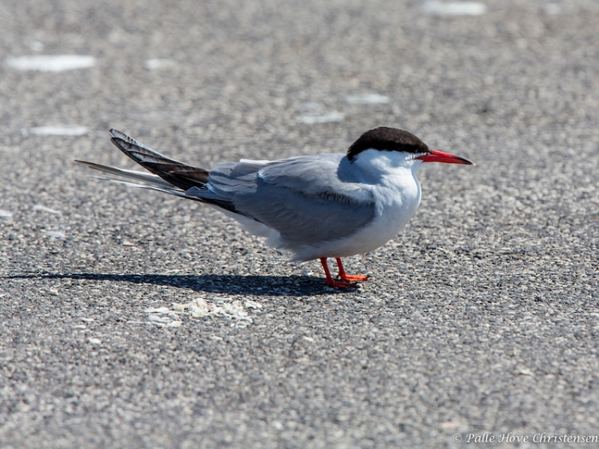 Fjordterne, Hirtshals, Juli 2013