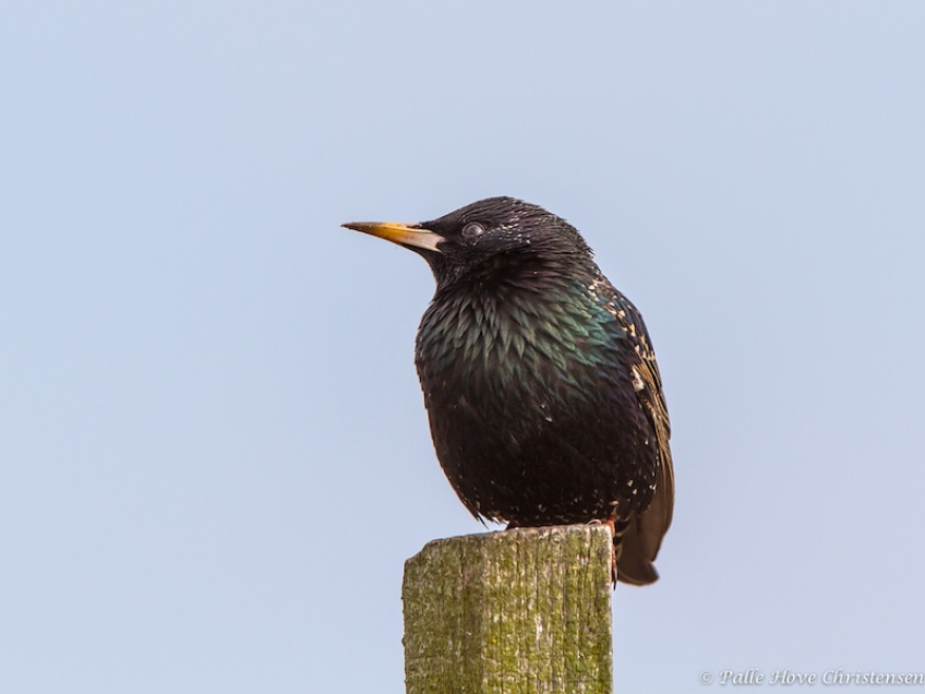 Stær, Grønvej, Lille Vildmose, April 2013