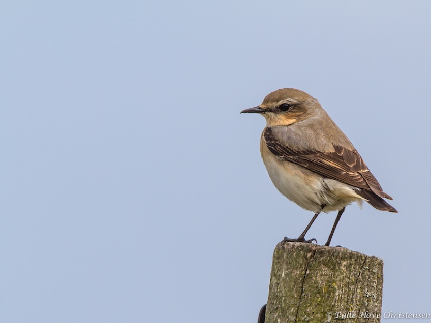 Stenpikker, Grønvej, Lille Vildmose, Maj 2013