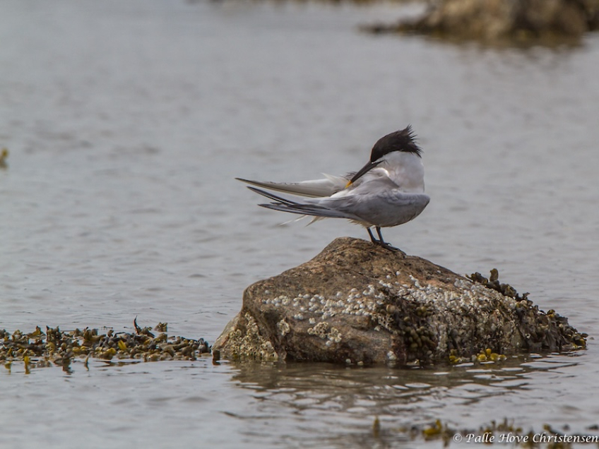 Splitterne, Hirsholm, Maj 2013