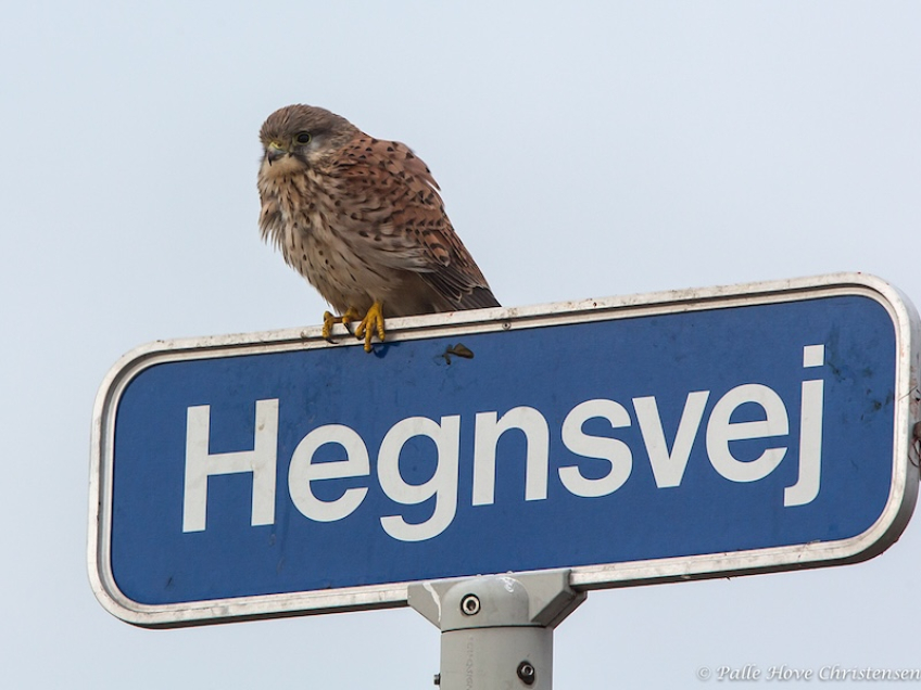 Tårnfalk, Hegnsvej, Lille Vildmose, Januar 2014