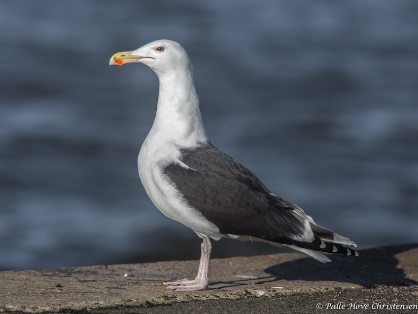 Svartbag, Hirtshals havn, Februar 2014