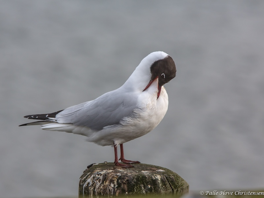 Hættemåge, Holbæk Havn, Marts 2014