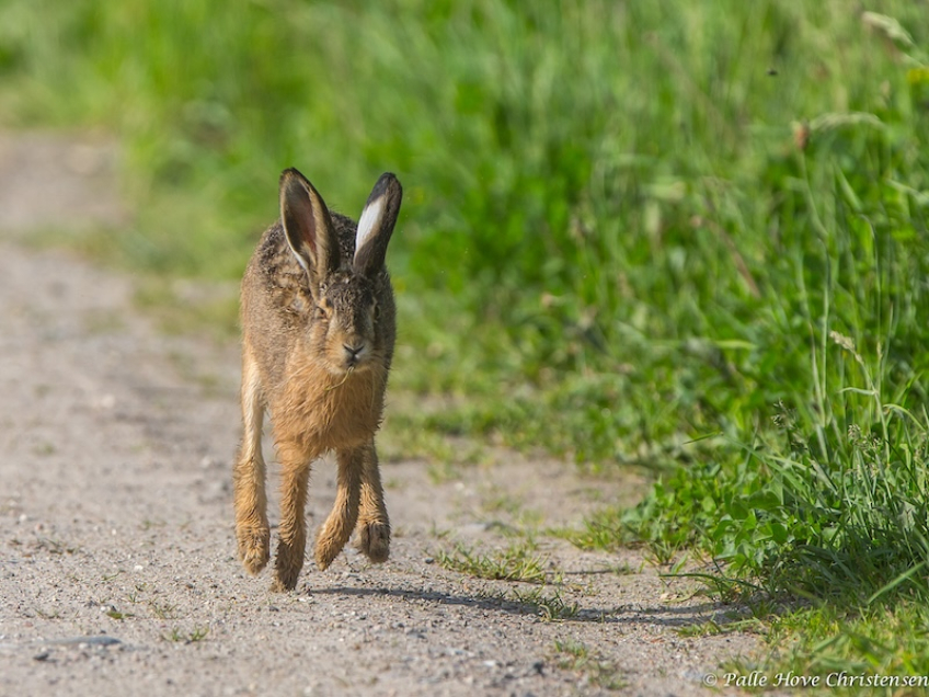 Hare, Grønvej, Lille Vildmose, Maj 2014