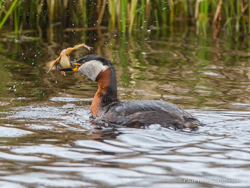 Gråstrubet Lappedykker, Hegnsvej, Lille Vildmose, April 2016