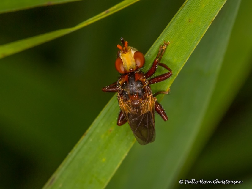 Sicus ferrugineus, Ny Høstemarksvej, Lille Vildmose, Juli 2016