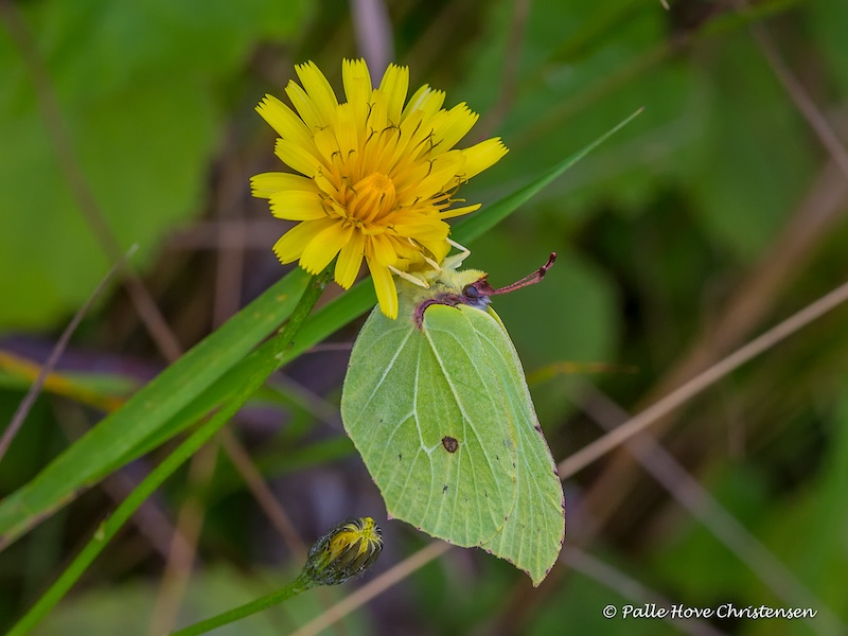 Citronsommerfugl, Paraplymosen, Lille Vildmose, August 2016