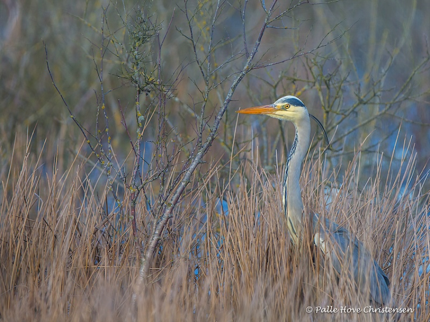 Fiskehejre, Hegnsvej, Lille Vildmose, Februar 2016