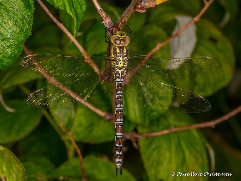 Blå Mosaikguldsmed, Vildmosevej, Lille Vildmose, August 2017