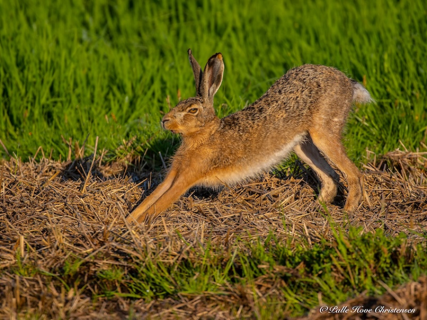 Hare, Grønvej, Lille Vildmose, Maj 2018