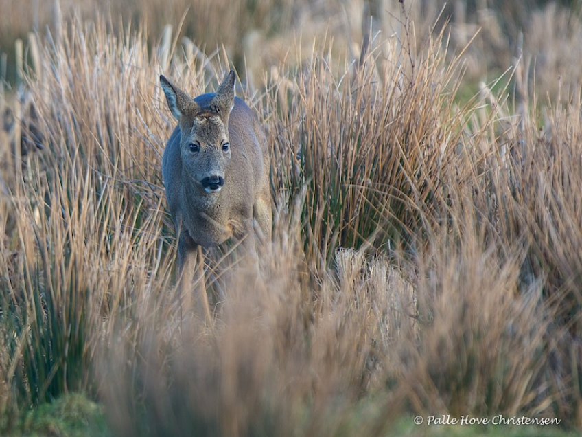 Rådyr, Grønvej, Lille Vildmose, Februar 2016
