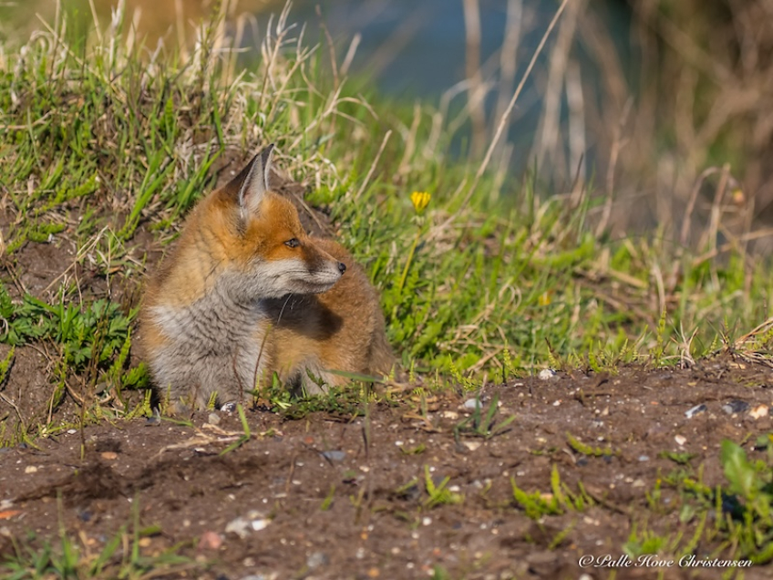 Ræv, Møllesøvej, Lille Vildmose, Maj 2018