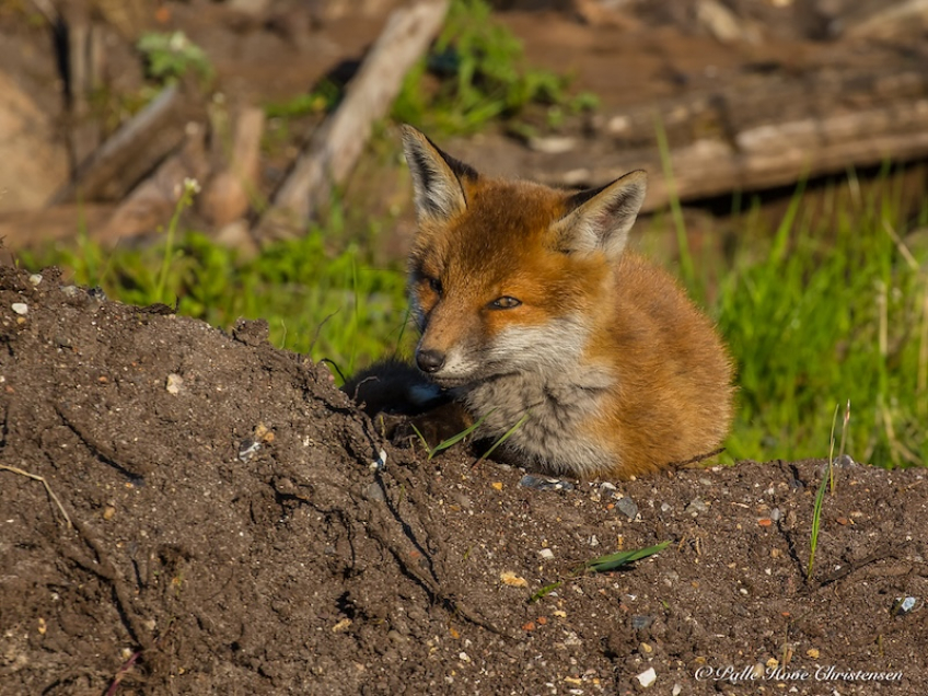 Ræv, Møllesøvej, Lille Vildmose, Maj 2018