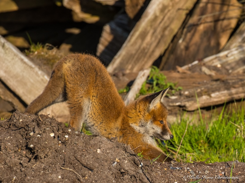 Ræv, Møllesøvej, Lille Vildmose, Maj 2018