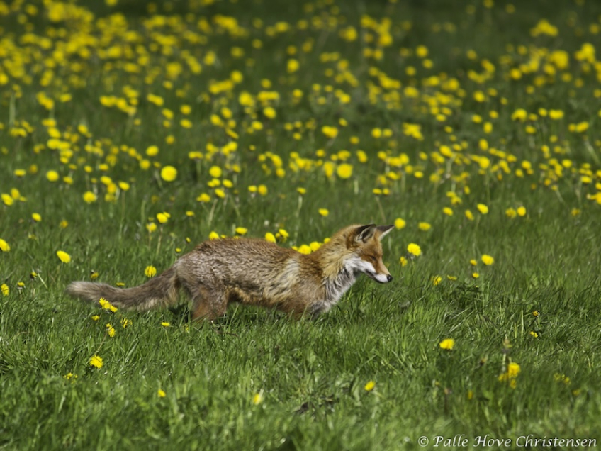 Ræv, Grønvej, Lille Vildmose, Maj 2012