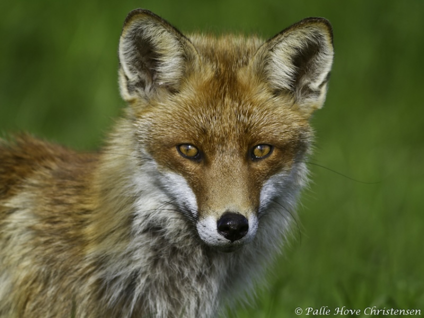 Ræv, Grønvej, Lille Vildmose, Maj 2012