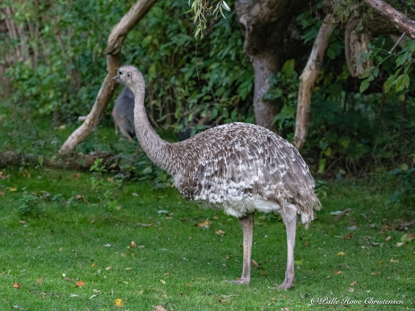 Aalborg Zoo, Oktober 2020