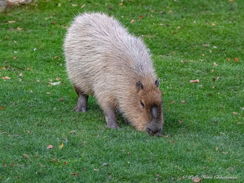 Aalborg Zoo, Oktober 2020