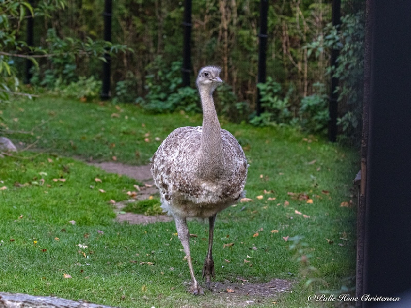 Aalborg Zoo, Oktober 2020