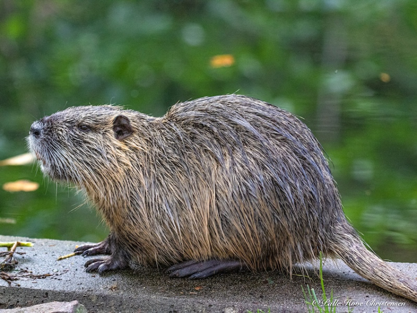 Aalborg Zoo, Oktober 2020