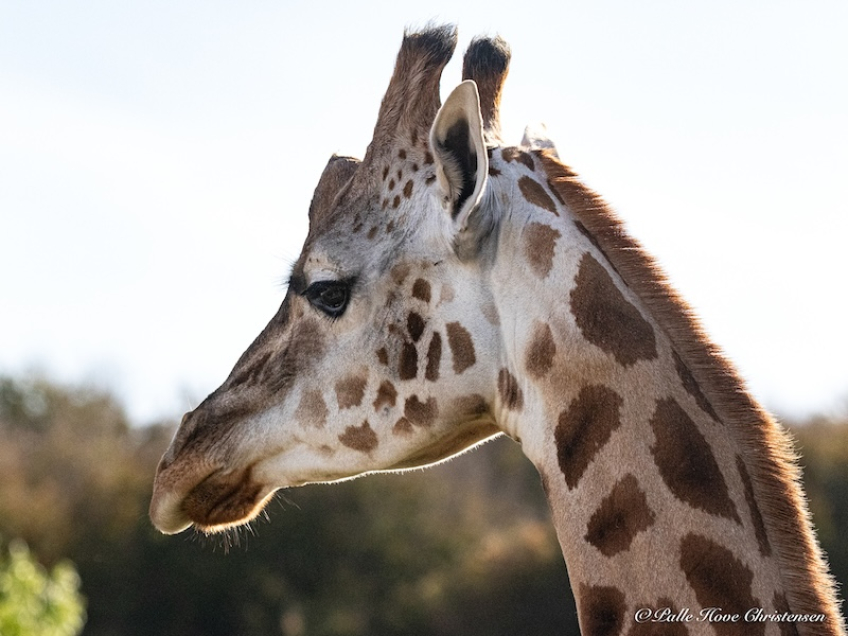 Aalborg Zoo, Oktober 2020