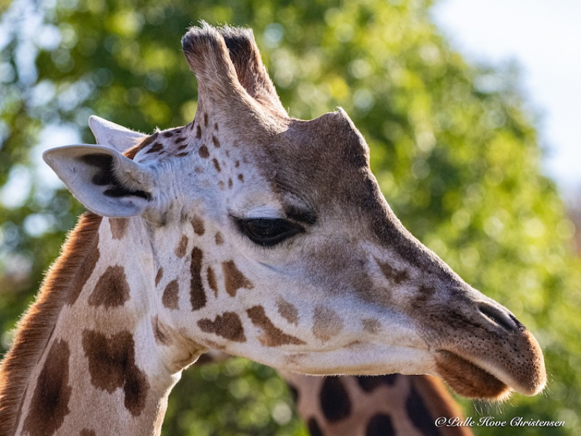 Aalborg Zoo, Oktober 2020