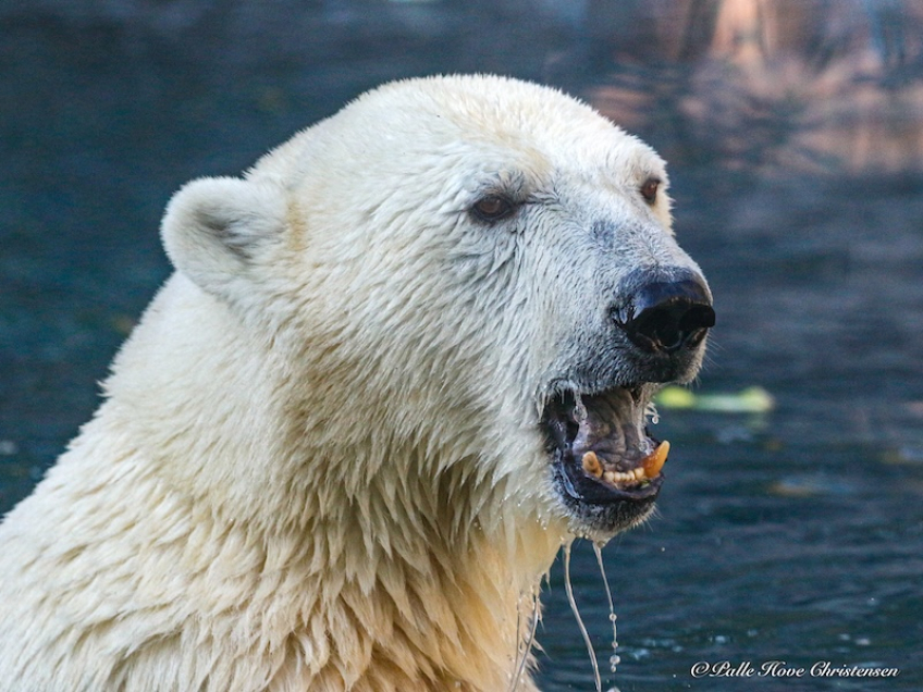 Isbjørn, Aalborg Zoo, Oktober 2020