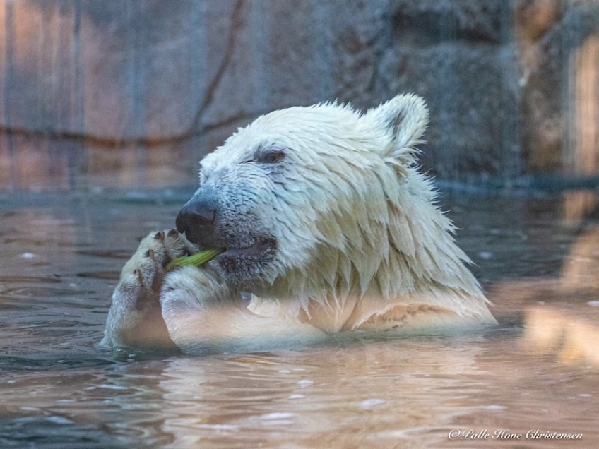 Isbjørn, Aalborg Zoo, Oktober 2020
