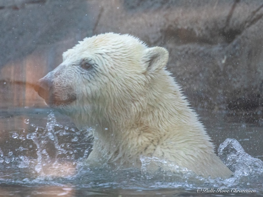 Isbjørn, Aalborg Zoo, Oktober 2020
