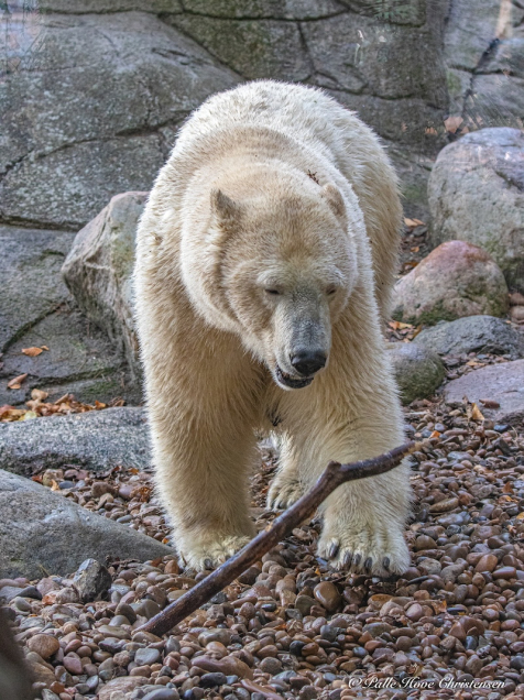 Aalborg Zoo, Oktober 2020
