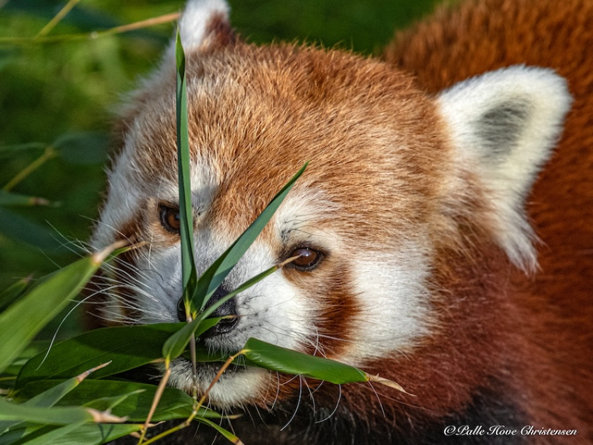 Aalborg Zoo, Oktober 2020