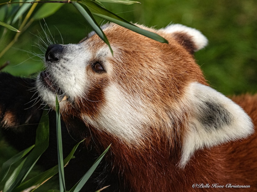 Aalborg Zoo, Oktober 2020