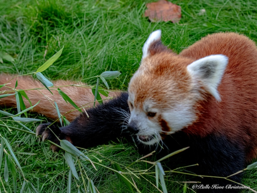 Aalborg Zoo, Oktober 2020