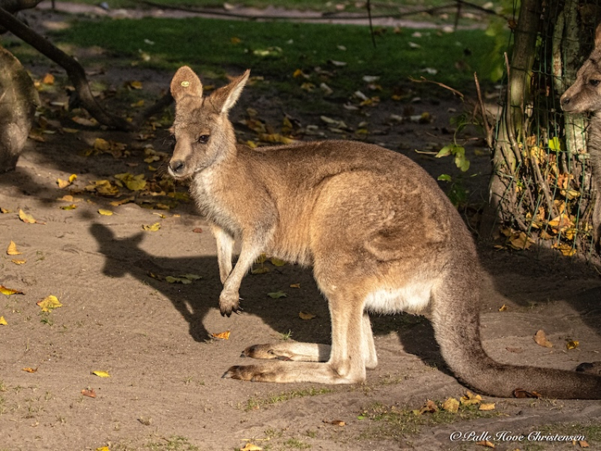 Aalborg Zoo, Oktober 2020