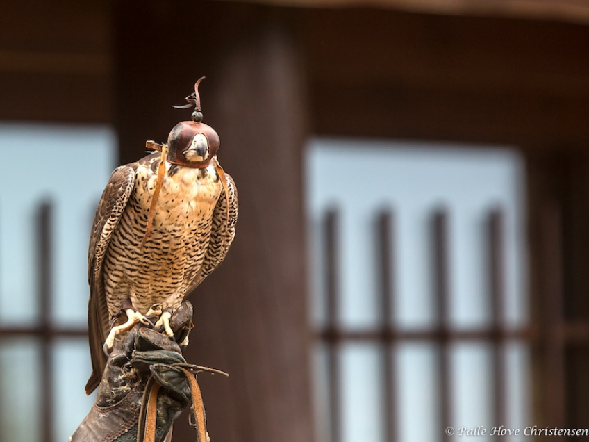 Vandrefalk, Eagleworld, Tuen, August 2013