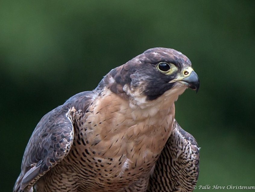 Vandrefalk, Eagleworld, Tuen, August 2013
