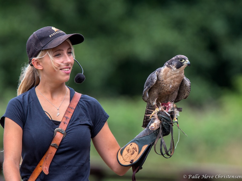Vandrefalk, Eagleworld, Tuen, August 2013