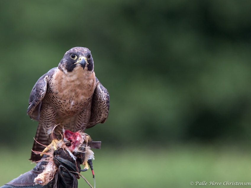 Vandrefalk, Eagleworld, Tuen, August 2013