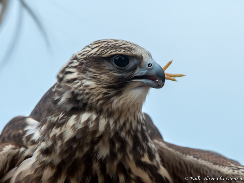 Jagtfalk, Eagleworld, Tuen, August 2013