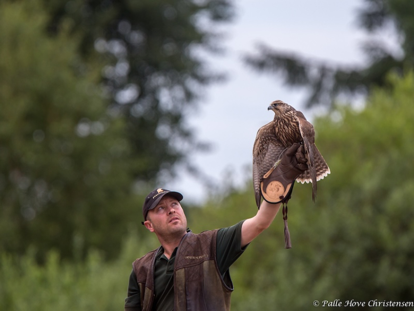 Jagtfalk, Eagleworld, Tuen, August 2013