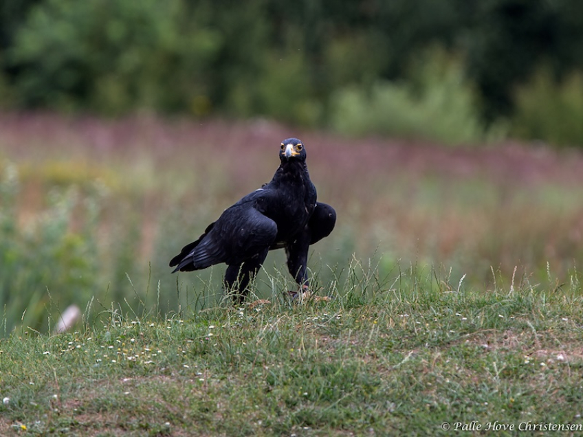 Sortørn, Eagleworld, Tuen, August 2013