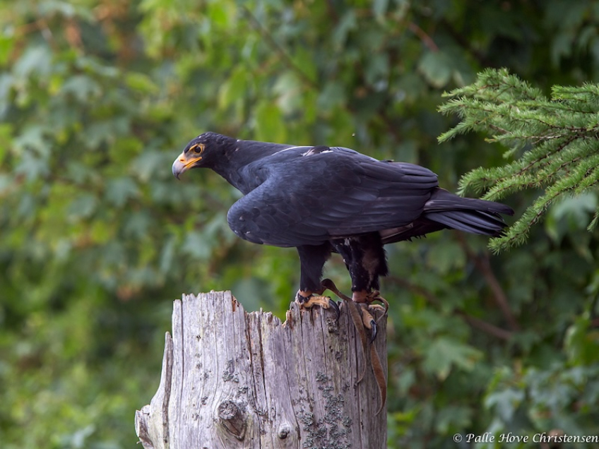 Sortørn, Eagleworld, Tuen, August 2013