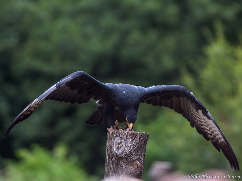 Sortørn, Eagleworld, Tuen, August 2013