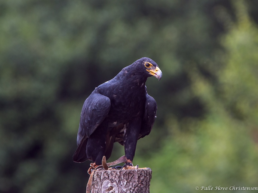 Sortørn, Eagleworld, Tuen, August 2013