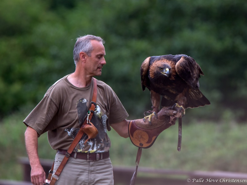 Kongeørn, Eagleworld, Tuen, August 2013