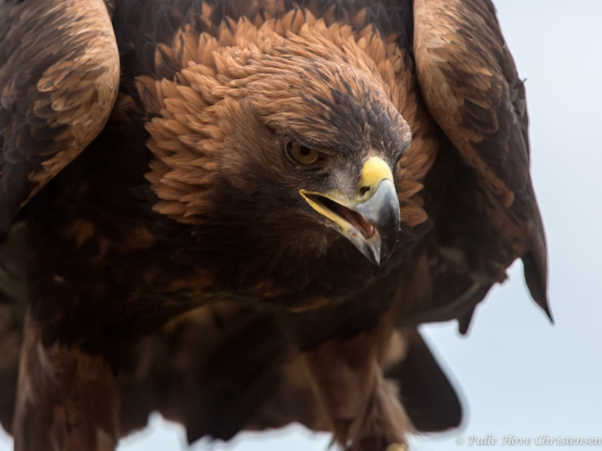 Kongeørn, Eagleworld, Tuen, August 2013