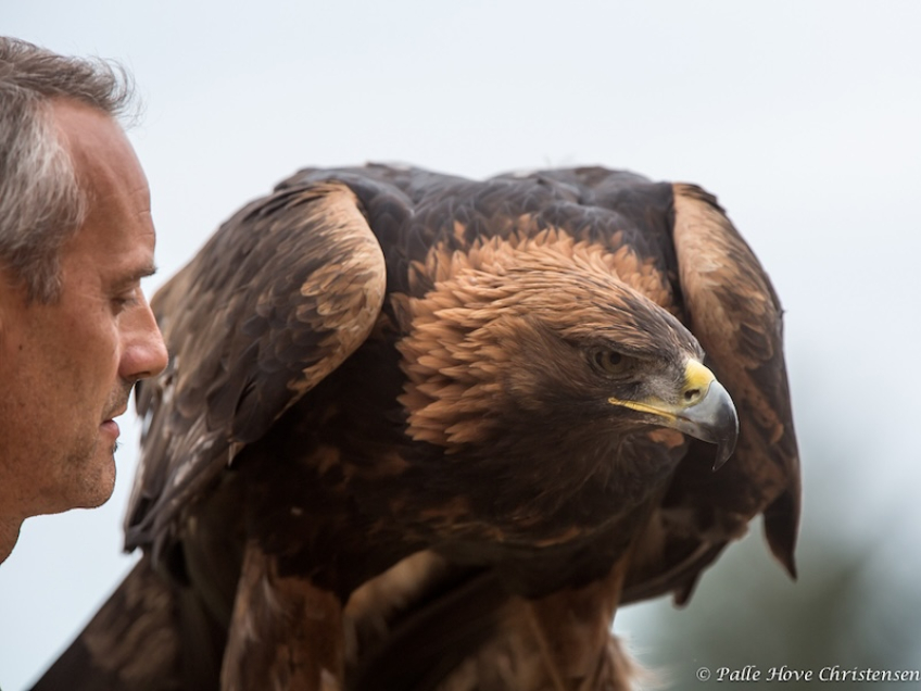 Kongeørn, Eagleworld, Tuen, August 2013