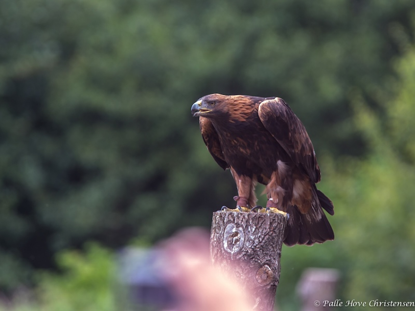 Kongeørn, Eagleworld, Tuen, August 2013